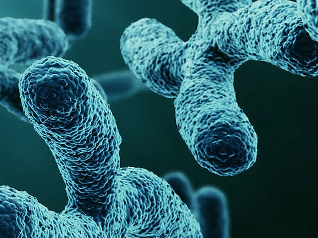 Living Cells