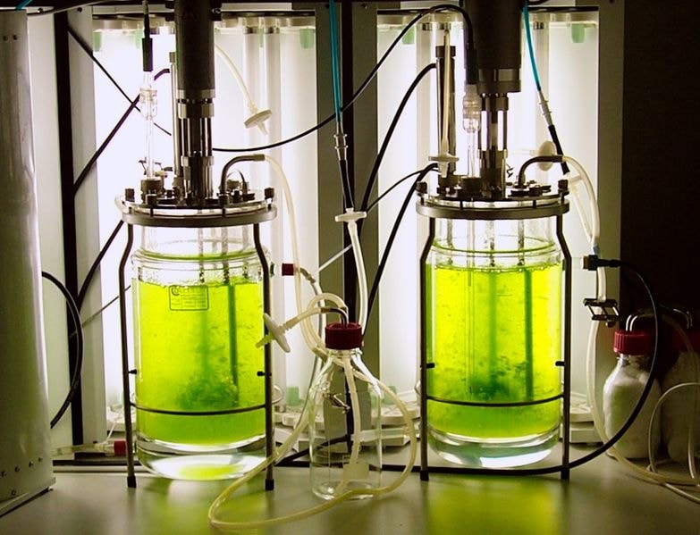 Moss bioreactor