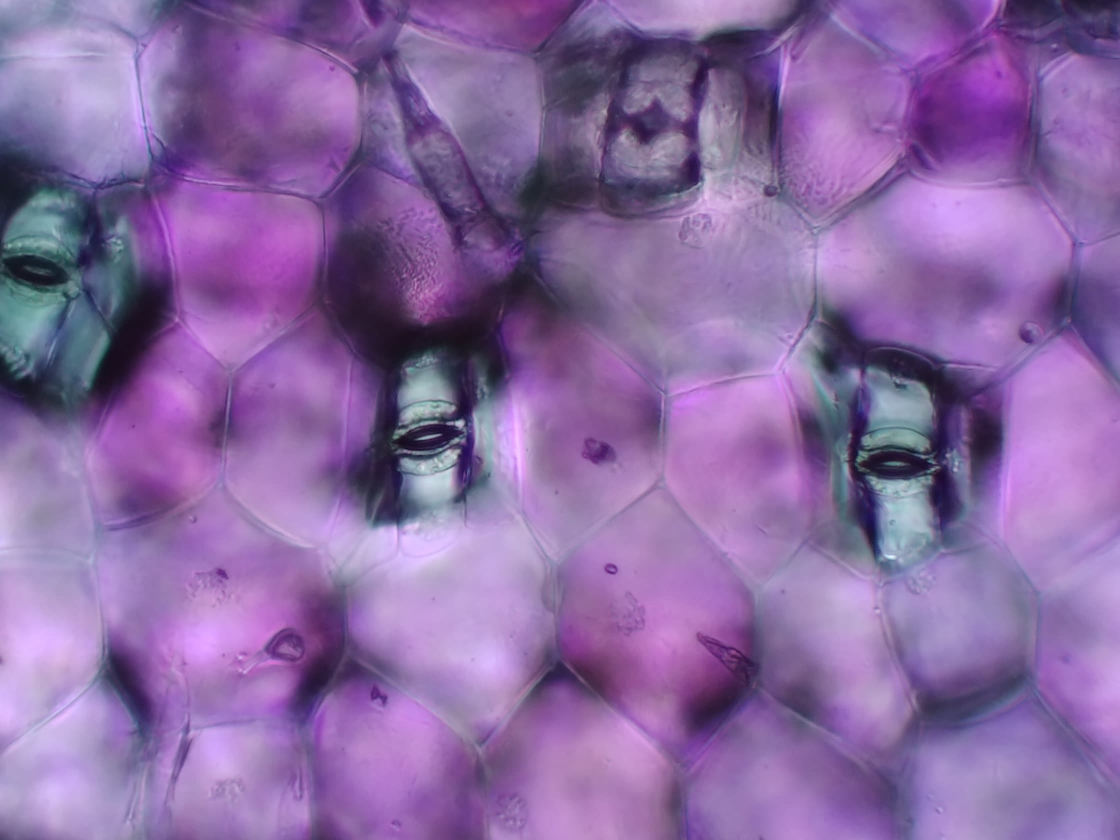 microscopisch beeld