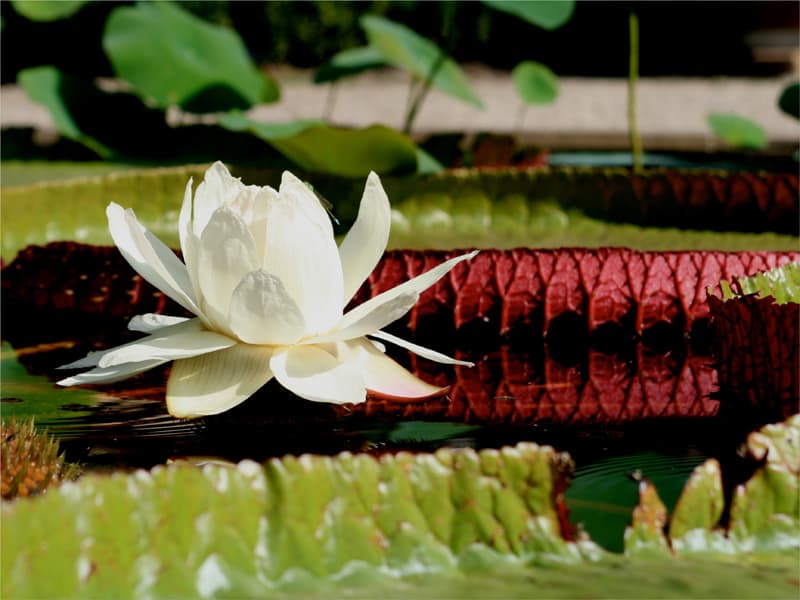 Botanische tuinen in Nederland